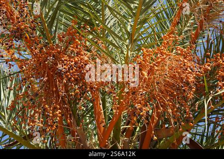 Date palm, in Latin called Phoenix dactylifera with ripe fruits hanging down. Stock Photo