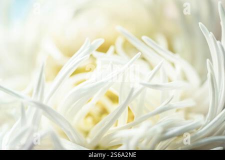 Macro photo of aster. Thin petals of a white aster extremely close-up. Blur and selective focus. Stock Photo