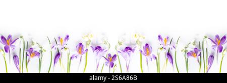 Panorama spring flowers pattern. Frame of violet crocuses on a white background. Top view, flat lay, banner Stock Photo