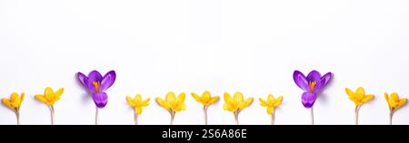 Panorama spring flowers pattern. Frame of violet and yellow saffron on a white background. Top view, flat lay, banner Stock Photo