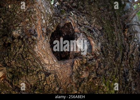 Close-up detail of a dark hole in the bark of a large tree. It is an oak and what is in the hole is a mystery. Concept of curiosity, mystery, and burr Stock Photo