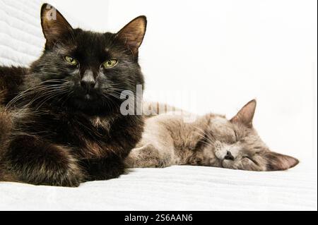 Two cats lying on a couch, one black looking at the camera, the other one, grey, sleeping Stock Photo