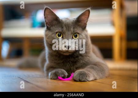 A young grey cat laying on the ground, a bright yellow feather between its paws Stock Photo