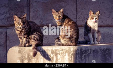Three stray cats sitting on a stone bench, under a late afternoon sun, looking at the camera Stock Photo