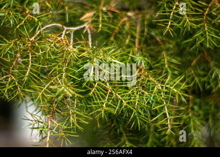 Bright green evergreen needles catch soft sunlight on a calm afternoon. The dense foliage creates a lush backdrop, highlighting nature's tranquil beau Stock Photo
