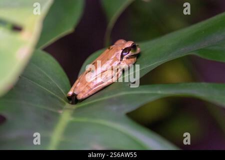 close-up of a brown masked tree frog with green eyes sitting on a leaf Stock Photo
