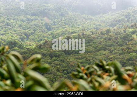 panaramic view of the monteverde hanging bridghes national park in costa rica Stock Photo
