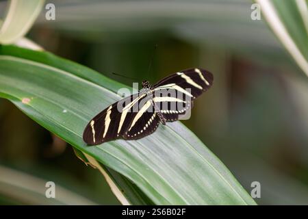 close-up of a zebra longwing butterfly in costa rica Stock Photo