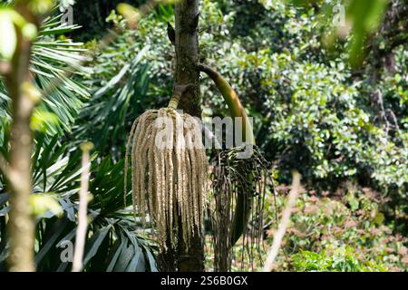 view of young coconut seedlings in costa rica Stock Photo