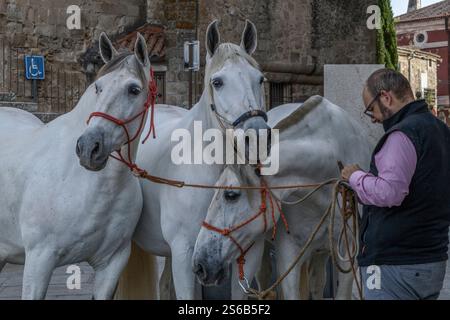 Bald man in a shirt and vest holding three white horses by the red bridle in the main square of Trujillo, province of Caceres, Extremadura, Spain, EU. Stock Photo