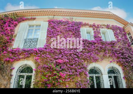 Beautiful flowering vines on building exterior, Villa Ephrussi de Rothschild, Saint-Jean-Cap-Ferrat, France Stock Photo