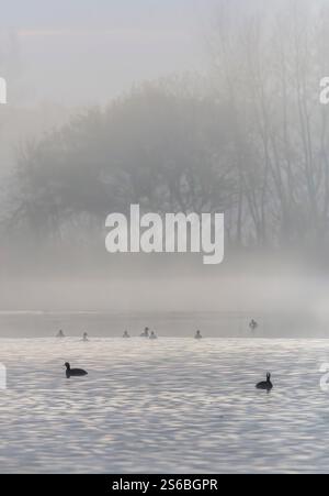 Coots on lake at Ham wall in Somerset at sunrise on a misty morning Stock Photo