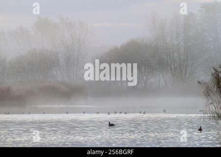 Coots on lake at Ham wall in Somerset at sunrise on a misty morning Stock Photo
