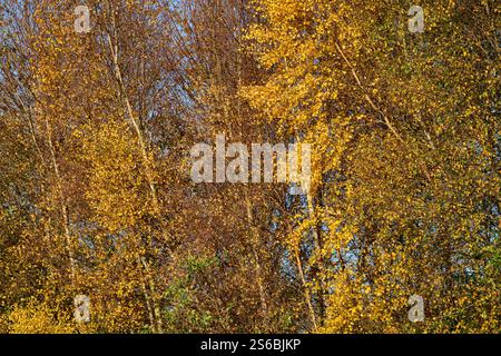 Beech trees in their Autumn colours, taken early morning on the Somerset levels, UK in sun Stock Photo