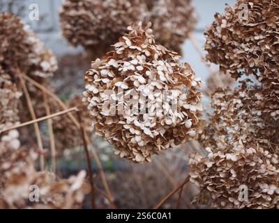 Close- up of dry Hydrangea blossom tufts in Bonn, Germany in winter Stock Photo