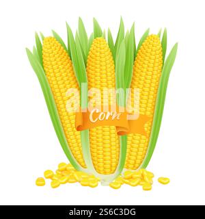 Realistic corncobs. Vector corn grains and cobs with leaves isolated on white background. Illustration corncob, vegetarian vegetable ripe. Realistic corncobs. Vector corn grains and cobs with leaves isolated on white background Stock Vector