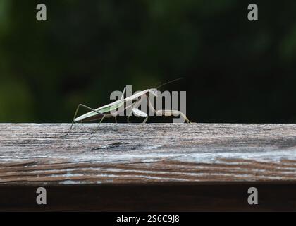 Praying Mantis crawling along on deck wooden railing Stock Photo - Alamy