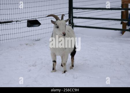 Standing in a snowy enclosure is a close-up portrait of a mixed-breed goat with short, curved horns, a black and white coat, and a curious expression. Stock Photo