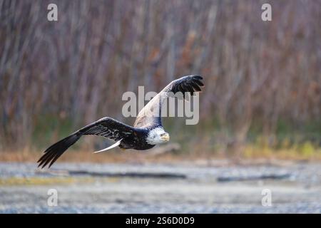 Bald Eagle flying in the Chilkat Bald Eagle Preserve in Haines, Alaska. Stock Photo