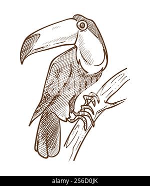 Exotic bird toucan, tropical flying animal with big beak isolated sketch vector. Jungle species on branch drawing, African rainforest fauna.Wildlife and nature or environment, feathers and plumage. Toucan exotic bird isolated sketch, tropical flying animal Stock Vector