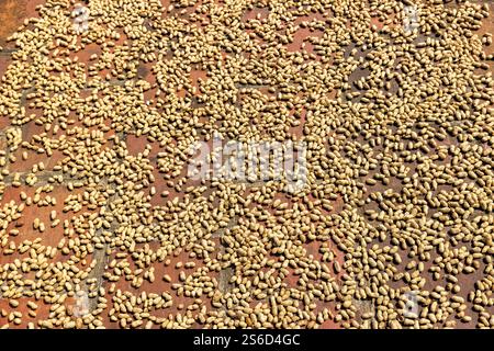 Peanuts drying on the courtyard of Mong Phu Communal House, Son Tay Town, Duong Lam, Vietnam, Friday, November 01, 2024. Photo: David Rowland / One-Im Stock Photo
