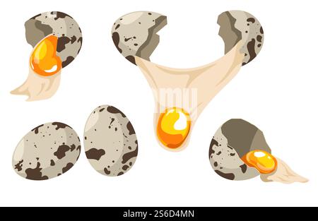 Quail eggs set, whole and broken collection. Cracked open shell with yolk and egg white showing. Spotted raw fresh poultry product before cooking. Isolated vector illustration on white background.. Quail eggs whole and broken set with cracked open shell Stock Vector