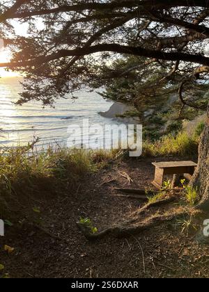 Sunlit wooden bench under tree overlooking the ocean at sunset Stock Photo