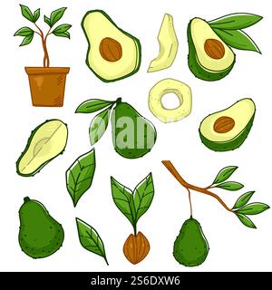 Growing and producing avocado vegetables. Isolated ripe berry on tree branch with leaf. Potted plant, homegrown veggie. Seed with small leaf. Natural and ecological food. Vector in flat style. Avocado vegetable growing on tree branch vector Stock Vector