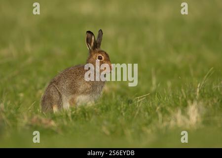 Mountain hare (Lepus timidus) adult animal in its summer coat on a hillside meadow, Cairngorm mountains, Scotland, United Kingdom, Europe Stock Photo