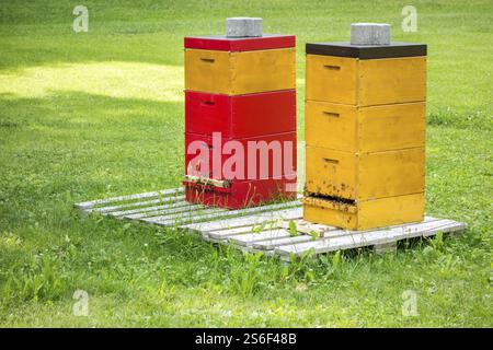 An image of two bee hives in the green grass Stock Photo
