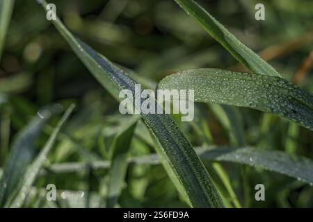 Blades of grass with glittering dewdrops on a morning, Bogen, Lower Bavaria Stock Photo