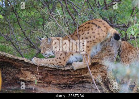 A Eurasian lynx (Lynx lynx) sharpens his claws on a dead tree lying on the ground Stock Photo