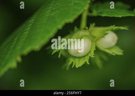 Unripe hazelnuts hanging on a branch with green leaves, Viechtach, Lower Bavaria Stock Photo