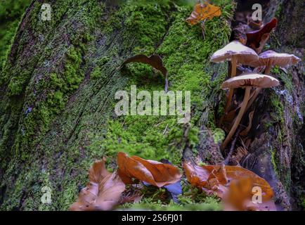 Group of mushrooms growing on a moss-covered tree trunk, Perlbachtal, Lower Bavaria Stock Photo