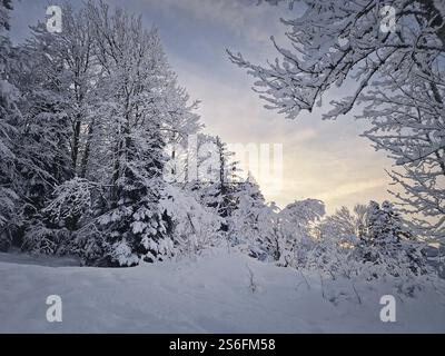 Silent winter landscape with snow covered trees under the morning sky bathed in a warm sunrise glow. Tranquil and picturesque scene exuding seasonal c Stock Photo