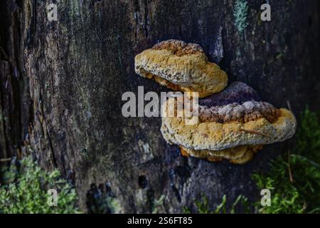 Large mushrooms growing on a moss-covered tree trunk in the forest, Hirschenstein, Lower Bavaria Stock Photo