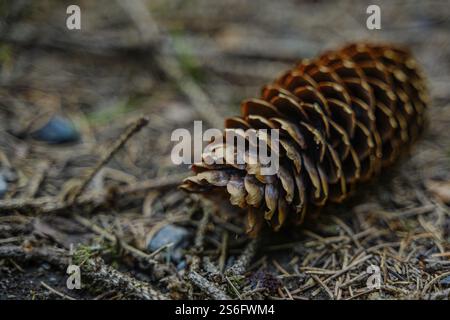 A brown pine cone lying on the forest floor, Viechtach, Lower Bavaria Stock Photo