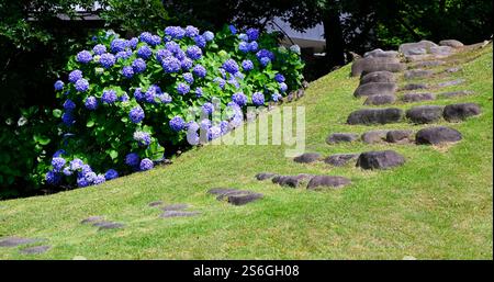 Blue hydrangea flowers in Kyu Shiba Rikyu garden, Tokyo, Japan. Stock Photo