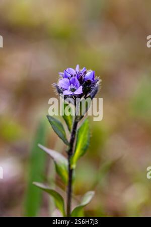 Alpine speedwell (Veronica alpina), inflorescence, Switzerland Stock ...