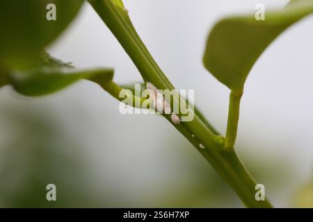 Planococcus citri, commonly known as the citrus mealybug on lemon plant Stock Photo