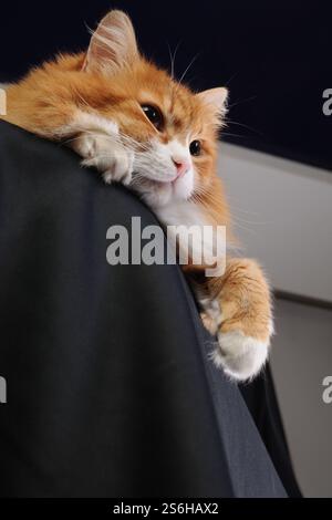 A ginger cat lies on a pedestal covered with black cloth. Stock Photo