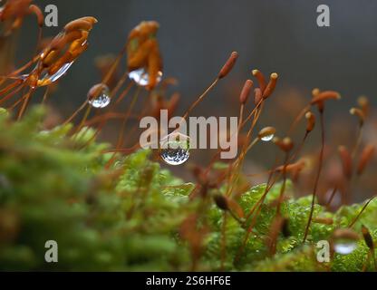 Dewdrops on Moss: A Macro Photography of Nature's Tiny Wonders Stock Photo
