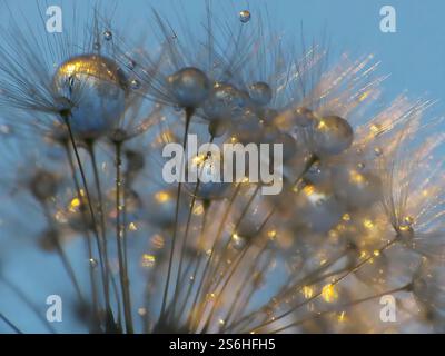 Dewdrops on Dandelion Seed Head: A Macro Photography Masterpiece Stock Photo