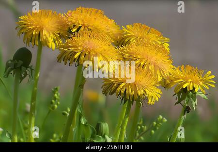 Vibrant Yellow Dandelions in a Sunny Meadow Stock Photo
