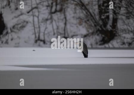 Solitary Grey Heron on Frozen Lake in Winter Wonderland Stock Photo