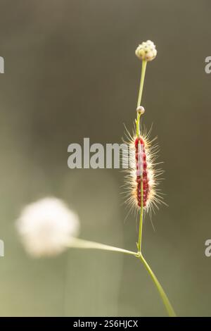 Knot grass moth caterpillar on a leaf. Knot grass moths (Acronicta rumicis) are found throughout Europe, the North of Africa, and through Asia up to K Stock Photo