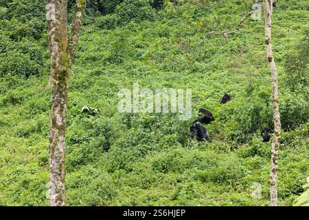 Mountain gorilla Gorilla beringei beringei, Bwindi Impenetrable Forest, Uganda, September Stock Photo