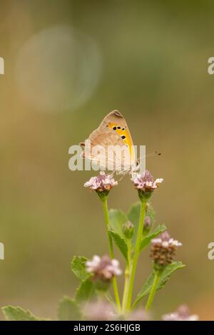 The Small Copper butterfly, American Copper or the Common Copper, (Lycaena phlaeas timeus) Butterfly Photographed in Israel, Summer June Stock Photo