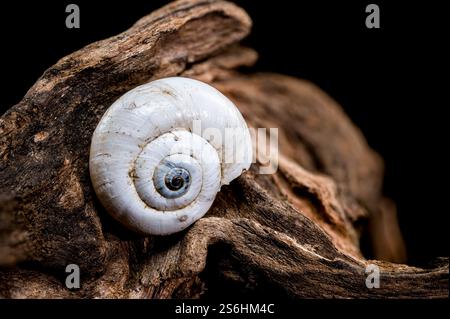 Snail shell on driftwood black background Stock Photo