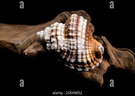 Distorsio Anus Shell on on driftwood macro black background Stock Photo